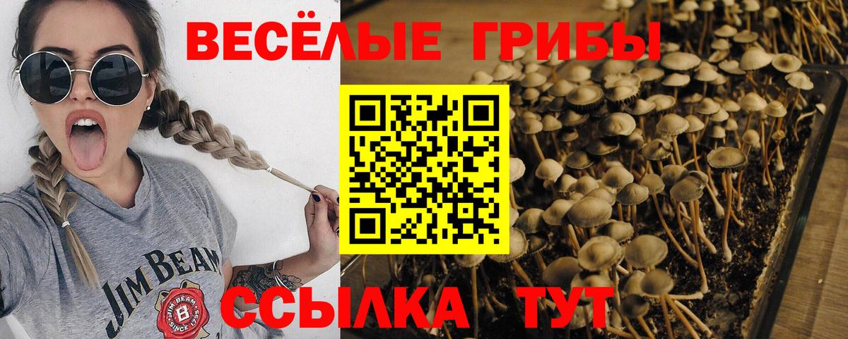Галлюциногенные грибы Psilocybine cubensis Ефремов